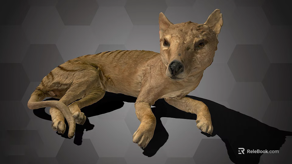 Realistic Brown Canine Animal Lying Relaxed On Gray Hexagonal Background Surface 3d model 