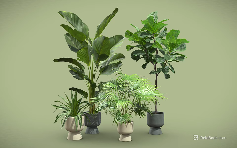 Various Indoor Plants in Stylish Pots with Large Small Leaves on Light Green Background 3d model 