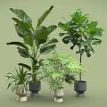 Various Indoor Plants in Stylish Pots with Large Small Leaves on Light Green Background