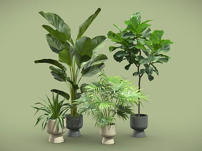 Various Indoor Plants in Stylish Pots with Large Small Leaves on Light Green Background 3d model
