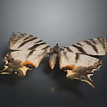 Butterfly with Unique Wing Shape Black and White Stripes and Orange Spots on Dark Background