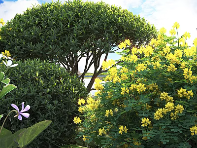 Lush Green Round Shrub In Garden Landscape With Vibrant Yellow Flowers And Fresh Foliage 3d model