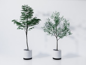 Modern Potted Plant Green Plant Bonsai 3d model