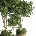 Green Bonsai Trees With Different Heights Thin Trunks And Lush Leaves Planted In Flower Pots