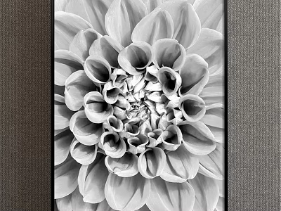 Black and White Dahlia Close Up Botanical Art With Black Frame On Gray Background Wall 3d model