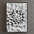 Black and White Dahlia Close Up Botanical Art With Black Frame On Gray Background Wall