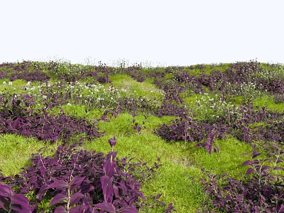 Purple and White Flowers Growing in Green Grass Meadow Natural Outdoor Landscape 3d model