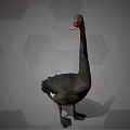 Flying Black Swan with Long Neck Red Beak and Black Feathers on Hexagonal Gray Background