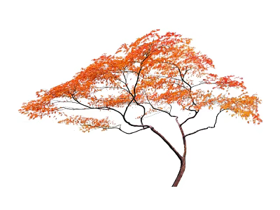 Autumn Arbor With Orange Red Leaves And Graceful Spreading Branches Isolated On White Background 3d model