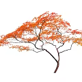 Autumn Arbor With Orange Red Leaves And Graceful Spreading Branches Isolated On White Background