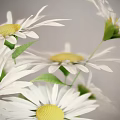 White Daisies with Yellow Centers in Clear Glass Vase and Fresh Green Leaves