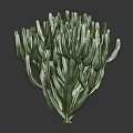 Lush Green Cactus Plant With Dense Stems And Three Dimensional Look On Dark Background