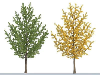 Deciduous Arbor Showcasing Green And Yellow Foliage In Seasonal 3d model