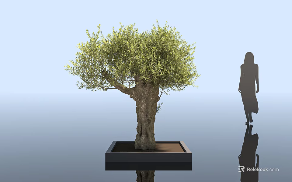 Leafy Olive Tree in Square Black Planter with Woman Silhouette in Modern Setting 3d model 
