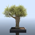 Leafy Olive Tree in Square Black Planter with Woman Silhouette in Modern Setting