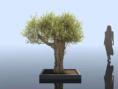 Leafy Olive Tree in Square Black Planter with Woman Silhouette in Modern Setting 3d model