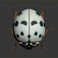White Ladybug With Black Spots Orange Legs And Black And White Patterned Head 3d model