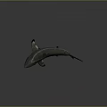 Realistic 3D Shark Model With Open Mouth And Black-Tipped Fins On Gray Reflective Surface