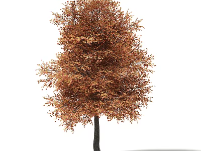 Tall Deciduous Arbor With Autumn Orange Brown Lush Foliage And Dark Trunk 3d model