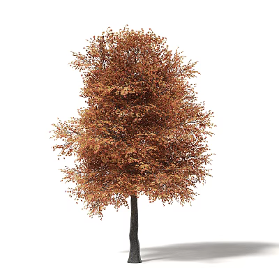 Tall Deciduous Arbor With Autumn Orange Brown Lush Foliage And Dark Trunk 3d model