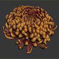 Orange Red Spherical Chrysanthemum With Layered Petals On Dark Background And Reflection