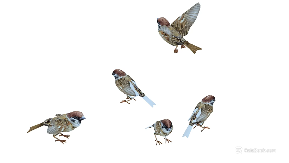 Multiple Sparrows in Various Flying and Standing Poses Showing Natural Bird Movements 3d model 