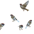 Multiple Sparrows in Various Flying and Standing Poses Showing Natural Bird Movements