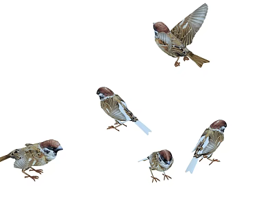 Multiple Sparrows in Various Flying and Standing Poses Showing Natural Bird Movements 3d model