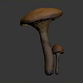 Orange Mushroom with Large Cap and Smaller Mushroom Growing on Gray Background