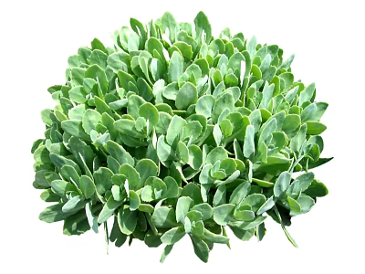 Lush Green Round Leafy Plant with Dense Vibrant Foliage and Healthy Leaves 3d model