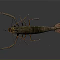 Detailed Realistic Green Brown Shrimp With Long Antennae In Dynamic Pose