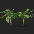 Fresh Carrots With Green Leafy Tops Showing Healthy And Vibrant Appearance