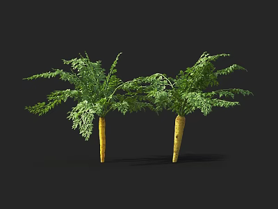 Fresh Carrots With Green Leafy Tops Showing Healthy And Vibrant Appearance 3d model