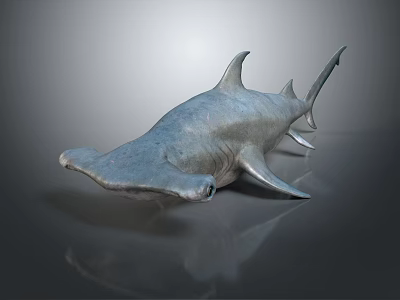 Realistic Detailed Hammerhead Shark 3D Model with Lifelike Features on Smooth Surface 3d model