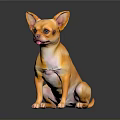 Small Golden Chihuahua Dog Sitting Calmly On Black Background With Shiny Reflection