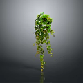 Lush Green Hanging Plant With Trailing Vines And Fresh Lush Leaves