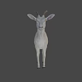 Realistic White Goat With Curved Horns And Beard Standing On Neutral Background
