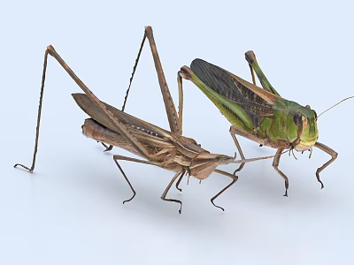 Two Brown And Green Reptiles Standing On White Background Surface 3d model