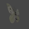 Beautiful White Butterfly With Black Spots Flying On Gray Background