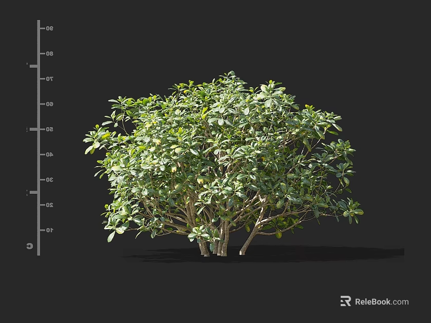 Lush Green Shrub With Dense Foliage Multiple Stems And Height Scale Markings 3d model