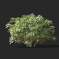 Lush Green Shrub With Dense Foliage Multiple Stems And Height Scale Markings 3d model
