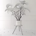 Lush Green Monstera Potted Plant in Black Pot on Wooden Stool with White Background