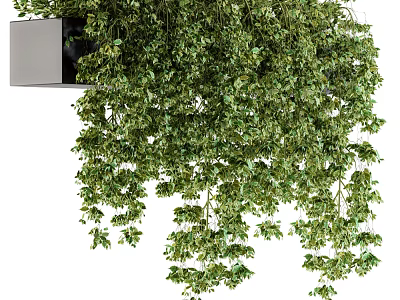 Indoor Hanging Potted Plant With Lush Green Leaves And Trailing Branches 3d model