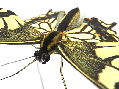Vibrant Yellow And Black Butterfly With Detailed Wing Patterns And Antennae 3d model
