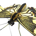 Vibrant Yellow And Black Butterfly With Detailed Wing Patterns And Antennae