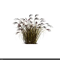 Beautiful Decorative Ornamental Grasses Two Clumps Green Brown Foliage Feathery Plumes White Background With Shadows