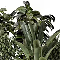 Lush Green Bonsai Potted Plants With Large Leaves Ferns And Modern Black Pots