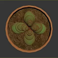 Succulent Plant With Green And Brown Leaves In Orange Terracotta Pot On Dark Background
