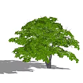Lush Green Foliage Tree With Brown Trunk And Natural Shadow
