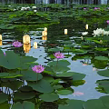 Lush Shrubbery Framing Pond With Lily Pads Pink White Lotus And Floating Lanterns